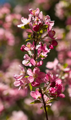 Pink flower in spring