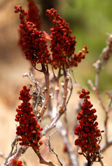 Macroshot of berries