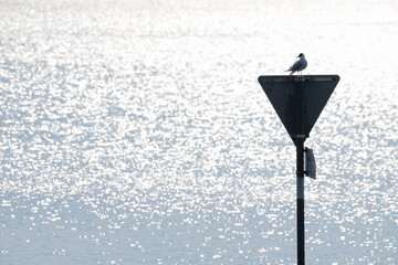 laughing gull on sea mark, bodensee (Chroicocephalus ridibundus)