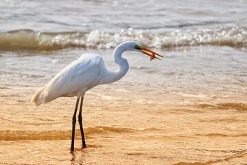 Photograph of a beautiful Great egret with a fish in its mouth, found in Barra de Tramandaí in Rio Grande do Sul, Brazil.