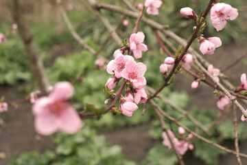 Obraz premium pink peach blossoms in spring