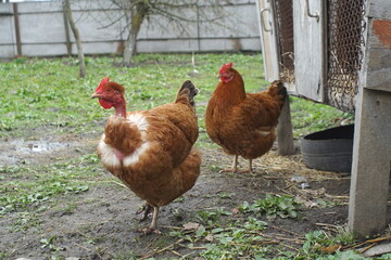 chickens in the yard in the village