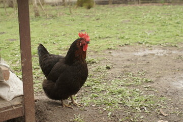 black chicken in the yard in the village