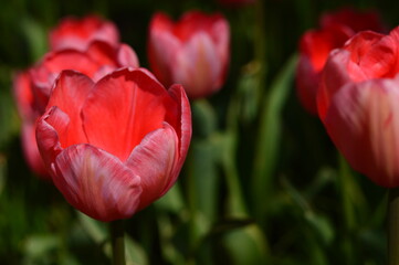 Czerwone tulipany, miasto, trawnik - obrazy, fototapety, plakaty