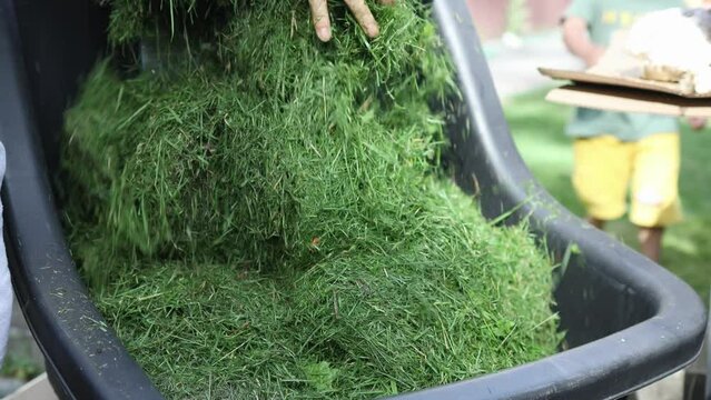 cut grass waste thrown into black cart dray after trimming lawn, compost heap organic waste. freshly cut grass trimmings pouring from bag. 