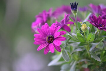 Obraz premium flower in the garden