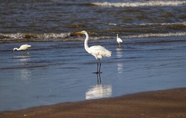 Photograph of a beautiful Great egret found in Barra de Tramandaí in Rio Grande do Sul, Brazil.