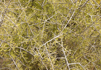 Real plants background