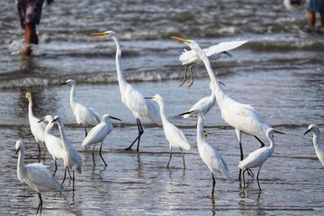 Photograph of herons in Barra de Tramandaí in Rio Grande do Sul, Brazil.
