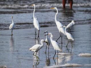 Obraz premium Photograph of herons in Barra de Tramandaí in Rio Grande do Sul, Brazil.