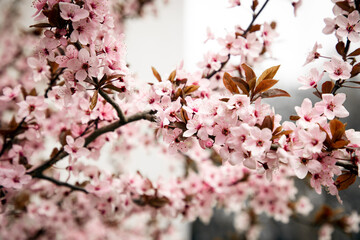 Flowering branches of pink cherry, selective focus, front view