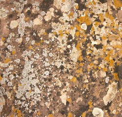 Still life background