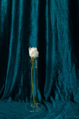 White rose on a white table against the backdrop of a blue curtain in retro style