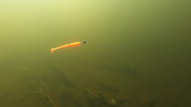 Soft plastic vibro worm lure with double hooh in action underwater.
