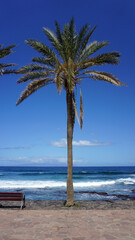 Palm Tree stand alone on a beach background, isolated Washingtonia robusta plant, blue sky and waves