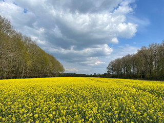 Obraz premium Yellow flower field around Zuidwolde