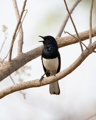 Oriental Magpie-robin beautiful black and white perching bird from Asian woodlands, Madhya Pradesh, India