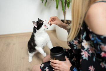 female pet owner feeding hungry black and white tuxedo cat with snacks holding treat jar in her...