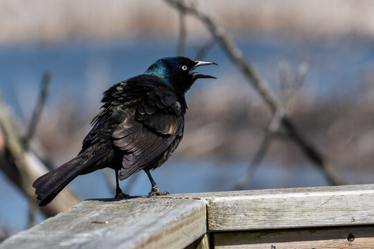 black grackle starling sitting on fence