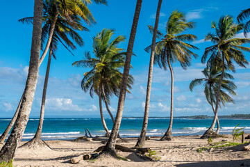 Palmy na plaży