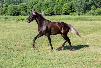 A silver-black horse breed Rocky mountains horse gallops across a field on a summer sunny day