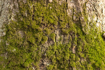 Green young moss in nature. Trunk tree is covered with dense plants. Beautiful grass grows in the forest. Moss is the oldest inhabitant of the earth. Wetlands.