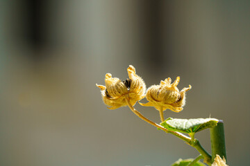 Colorful flowers with blur background during a sunny day, copy space