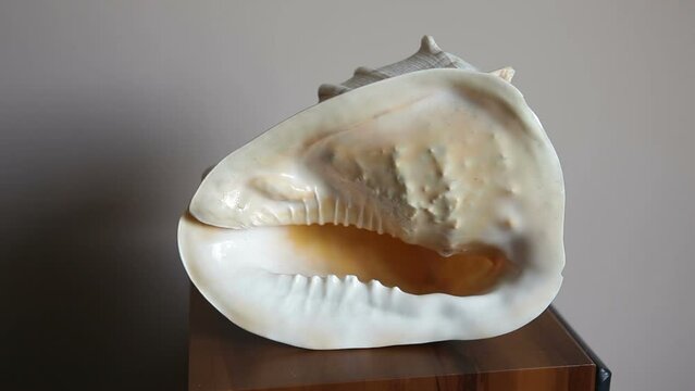 Big beautiful sea shell helmet.Cassis cornuta shell.