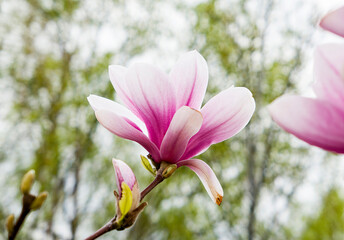pink magnolia flowers in spring on green background
