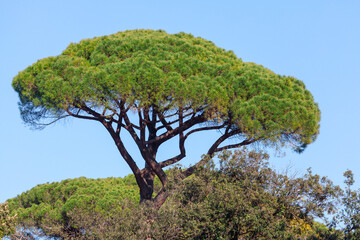 Pinus Pinea . Sculptural shape of this tree has a distinctive spherical crown with a flattened top,...
