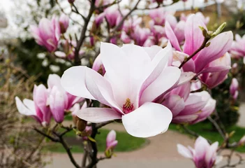 Foto op Canvas magnoliaboom bloesem © Tetatet