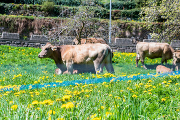 Vacas pasturando en el prado de los Pirineos españoles.