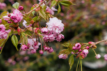 pink and white flowers of cherry sakura in spring garden