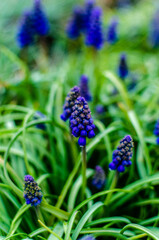 flowers in the garden