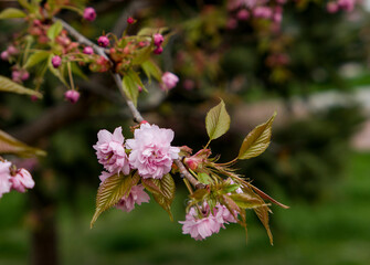 pink and white flowers of cherry sakura in spring garden