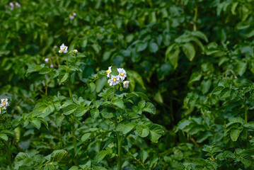 Obraz premium Potato field, blooming potato flowers on farm field. Potato plant bush with flowers. Potatoes plants with white flowers growing on farmers plant..