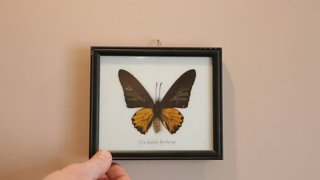 Large tropical dried butterfly in a frame under glass. Butterfly golden birdwing. Troides aeacus. Lepidopterology. Museum exhibition of butterflies.