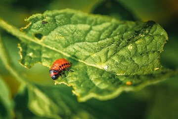 Larva of colorado potato beetle. 3rd instar stage of larva. Leptinotarsa decemlineata. Red larva crawling and eating green potato leaves. Pests invasion, parasite destroy potato plants, farm damage