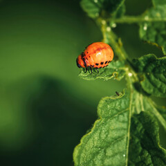 Colorado potato beetle macro. 4th instar stage of larva. Leptinotarsa decemlineata. Red larva crawling and eating green potato leaves. Pests invasion, parasite destroy potato plants, farm damage