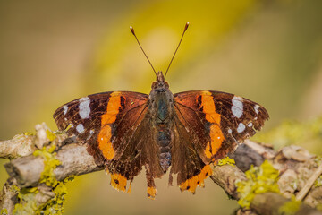 Obraz premium butterfly on a flower