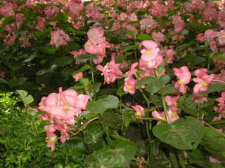 begonia z ogrodu 