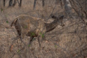 Sambar Deer Standing On Grassy Field At a Forest in Madhya Pradesh, India