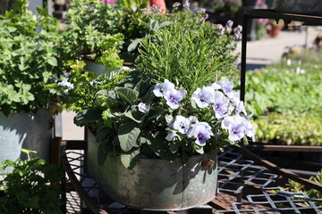 potted pansy