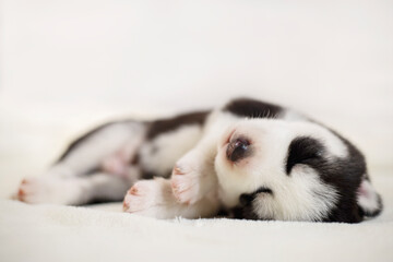 Siberian Husky puppy sleeps on a white blanket on the bed. Newborn puppy sleeping