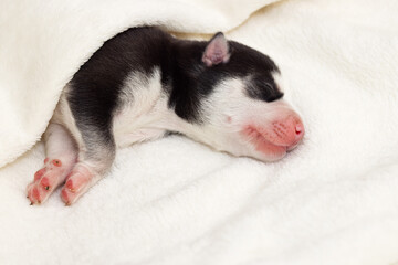 Siberian Husky puppy sleeps under a white blanket on the bed. Newborn puppy sleeping