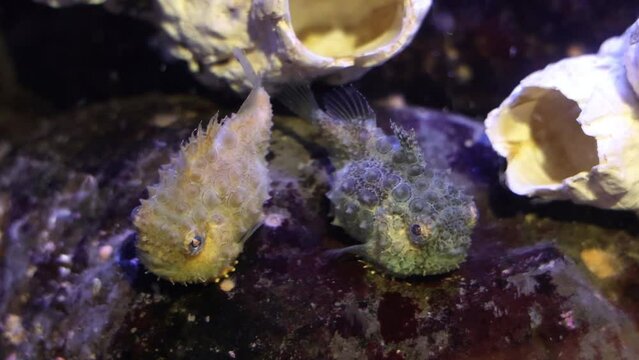 Pacific Spiny Lumpsuckers (Eumicrotremus orbis)