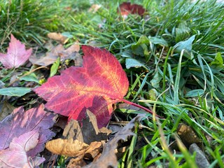 End of summer. red leaf on the grass, beginning of Autumnal season, close up, colorful