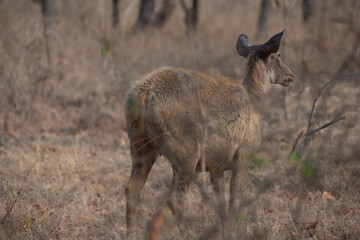 Sambar Deer Standing On Grassy Field At a Forest in Madhya Pradesh, India