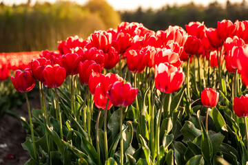 A field of red tulips - obrazy, fototapety, plakaty