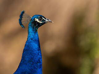 Pfau